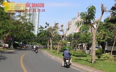 Chặt cây xanh, cắt tỉa cây xanh đường phố ở Đồng Nai