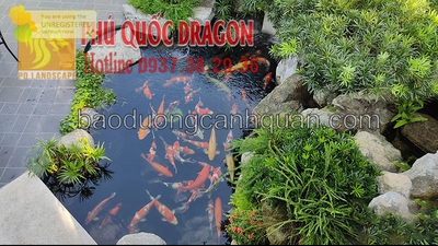 Thi công sân vườn Nhật & hồ cá Koi ở Đồng Nai, Hcm