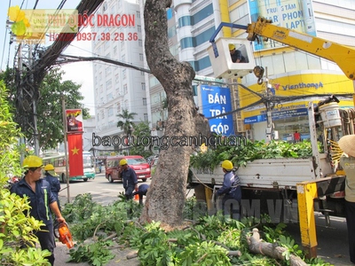 Dịch vụ di dời cây xanh, cắt tỉa cành nhánh ở Đồng Nai, HCM