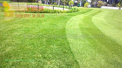 Bán c.ỏ lá gừng, c.ỏ trồng sân vườn giá rẻ ở HCM, Đồng Nai