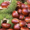 Mua Hạt Dẻ ngon tại HÀ NỘI