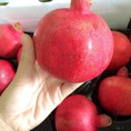 Cherry Úc, hàng mới về