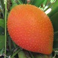 Dầu gấc nguyên chất