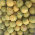 Bán buôn, bán lẻ cam Xoàn Tiền Giang, giá rẻ nhất thị trường