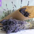 Bán hoa LAVENDER, hoa oải hương khô, túi thơm Lavender, Hạt giống, cam kết GIÁ RẺ cạnh tranh