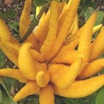 Bán buôn bán lẻ quả Phật Thủ Tết 2015 đẹp nhất, giá rẻ nhất