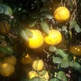 Bán buôn bưởi diễn. chuẩn phú diễn, không chuẩn không lấy tiền