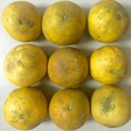 Tạp Hóa Nhà Gấu chuyên cam Canh, bưởi Diễn cắt tại vườn, bưởi năm roi Tây ninh giá tốt