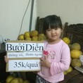Chuyên bán buôn, bán lẻ bưởi Diễn phục vụ tết 2015, gốc bưởi trên 15 năm, hàng đảm bảo ngon, chất lượng, 35k/quả