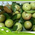 Vú sữa lò rèn Vĩnh Kim Hàng về liên tục