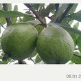 Ổi Đông Dư giòn, ngọt và có vị thơm đây