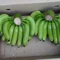 Bán buôn số lượng lớn chuối tiêu xuất khẩu, giá cực tốt Tết 2015