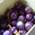 Vú sữa Tây Nguyên thơm ngon hái tại vườn đây các bác ơi 55k/1kg