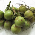 Cung cấp dừa xiêm Bến Tre chính hiệu số lượng không hạn chế