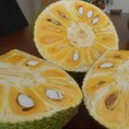 Bán buôn, bán lẻ MÍT NGHỆ, Mít Thái, giá tận gốc, Nhận đặt mít nghệ, mít thái bóc múi làm sữa chua mít 0925529798