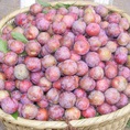 Chuyên bán buôn, bán lẻ Mận, Đào Bắc Hà Sâp giá tốt nhất