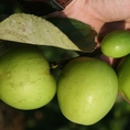 Táo xuân 21 rất ngọt quả to 10 12quả/kg