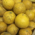 Bán bưởi diễn tết 2015