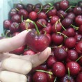 Cherry Mỹ size 9 Michi Mart R1 L1 Royal City và 10B ngõ 34A Trần Phú