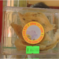 Yến sào sơ chế