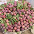 Mận hậu và Xoài Mộc Châu