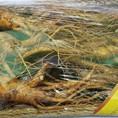 Nhân Sâm Tươi Hàn Quốc 4 Củ/Kg