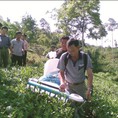 Nhà cung cấp máy hái chè ochiai chính hãng, máy hái chè honda GX35