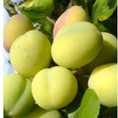 Mua táo mèo tươi khô