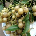 Quả Mác Mật Cao Bằng