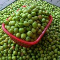 Bán lẻ táo mèo Yên Bái tươi tại Hà Nội