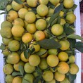 Nho Ninh Thuận,quýt giấy Ôn Châu, cam xoàn Lai Vung đi cả nhà ơi
