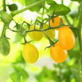 Hạt giống cà chua cherry vàng tại Hà Nội
