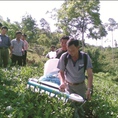 Đại lý bán máy hái chè honda mitshubishi 260 , máy hái chè chính hãng tốt nhất