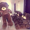 Gấu Bông Teddy