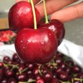 Cung cấp sỉ lẽ cherry nhập khẩu Úc