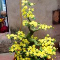 Đào, mai pha lê bonsai