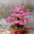 Đào bonsai pha lê