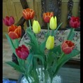 Bán hoa tulip chơi tết 25k/cây, có bán buôn với số lượng lớn