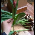 bán hoa tulip chơi tết 20k/cây : : :