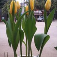 Hà Nội Hoa tulip chơi Tết 2016 giá rẻ