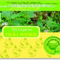 Trà cà gai leo giúp thanh nhiệt mát gan