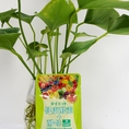 Enzyme và men Aishodo Nhật Bản