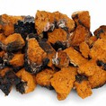 Nấm Chaga 100% từ Nga