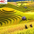 Tour du lịch ngắm ruộng bậc thang Mù Cang Chải mùa lúa chín giá 2.020.000vnd