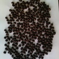 Bán cà phê robusta hạt nguyên chất 100% dòng chất lượng cao . Thích hợp cho pha máy