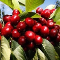 Giống cây cherry giống cây che ry , cây cherry brazil, cây cherry anh đào nhập khẩu