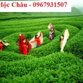 Tour du lịch Mộc Châu mùa hoa cải trắng 2 ngày 1 đêm