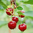 Cherry Úc nhập khẩu