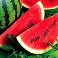 Dưa hấu có hạt