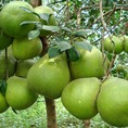 Bưởi đường lá cam